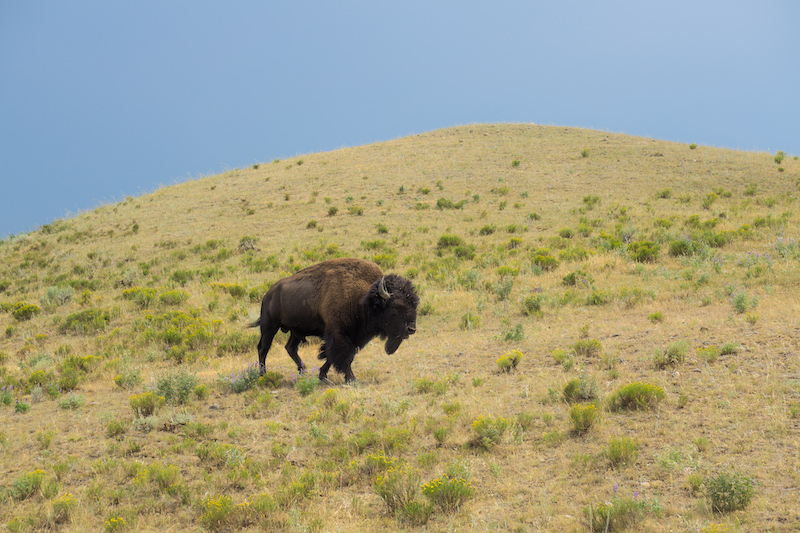 Bison Kevin Peterson